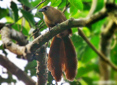 Bay Coucal photo 2
