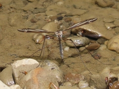 Tipula caloptera