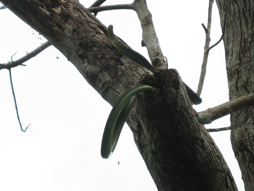 Western Green Mamba