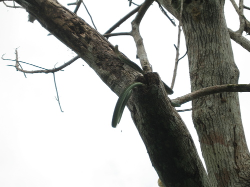 Western Green Mamba