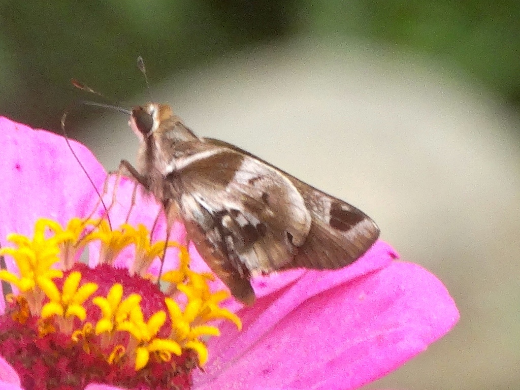 Chalk-marked Skipper