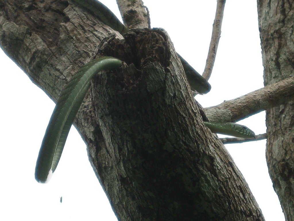 Western Green Mamba
