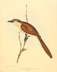 Cocos Cuckoo photo 2