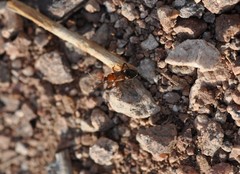 Slaterobius insignis