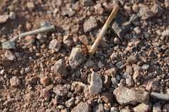 Slaterobius insignis