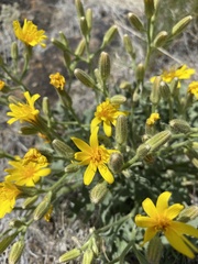 Crepis occidentalis