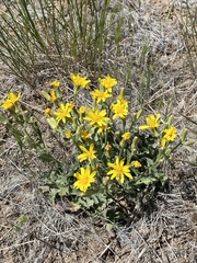 Crepis occidentalis