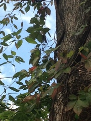 Parthenocissus quinquefolia