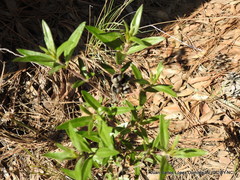 Bouvardia ternifolia