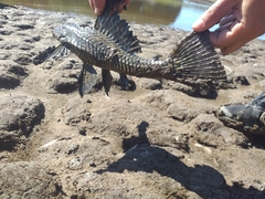 Pterygoplichthys ambrosettii