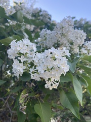 Syringa