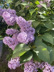 Syringa