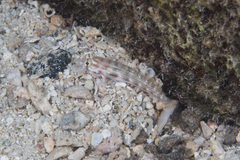 Gnatholepis cauerensis