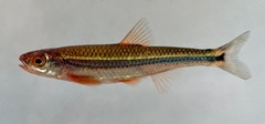 Notropis leuciodus