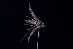 Aedes thibaulti