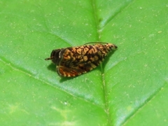 Dichrorampha leopardana