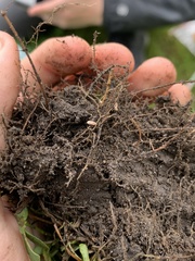 Rhizobium leguminosarum