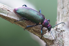 Strongylium auratum