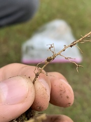 Rhizobium leguminosarum