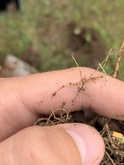 Rhizobium leguminosarum