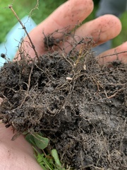 Rhizobium leguminosarum