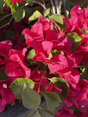 Bougainvillea