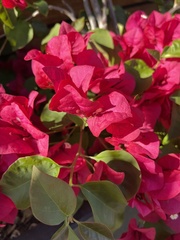 Bougainvillea