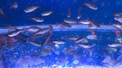 Hyphessobrycon anisitsi