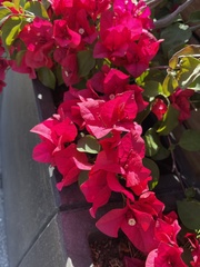 Bougainvillea