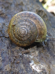 Helminthoglypta contracostae