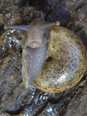 Helminthoglypta contracostae