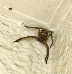Heteropodinae
