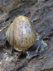 Helminthoglypta contracostae