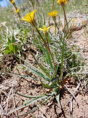 Agoseris parviflora