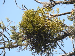 Phoradendron minutifolium