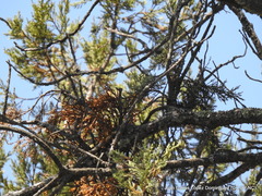 Phoradendron minutifolium