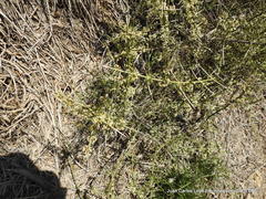 Koeberlinia spinosa