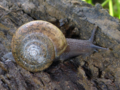 Helminthoglypta contracostae