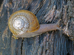 Helminthoglypta contracostae