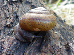 Helminthoglypta contracostae