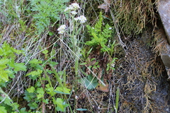 Micranthes hitchcockiana