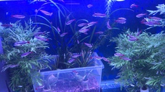 Tanichthys albonubes