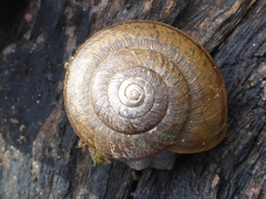 Helminthoglypta contracostae