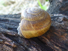 Helminthoglypta contracostae