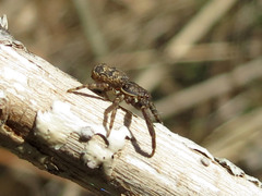 Bassaniana