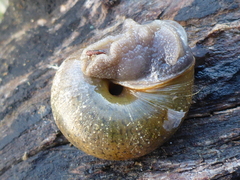 Helminthoglypta contracostae