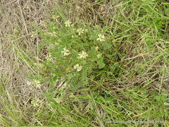 Astragalus strigulosus