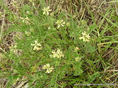 Astragalus strigulosus