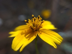 Sclerocarpus uniserialis