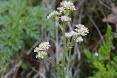 Micranthes hitchcockiana